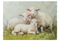 Lambs of Serenity