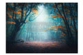 Luminous Woodscape